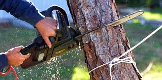 Best Tree Trimming and Pruning  in Dike, IA